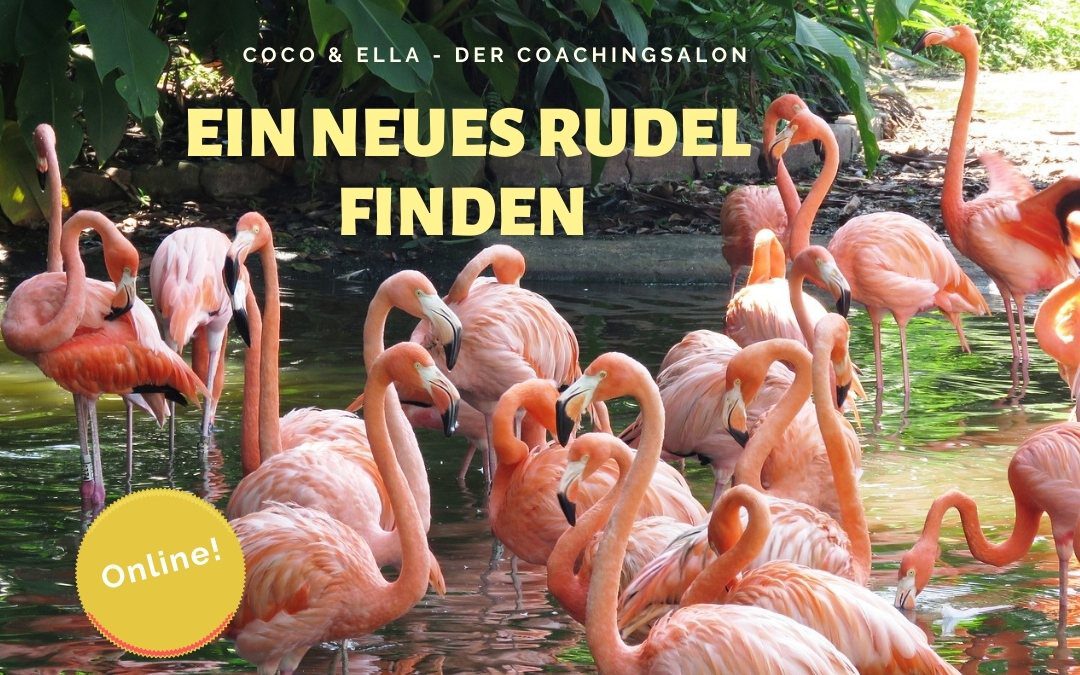 Ein neues Rudel finden